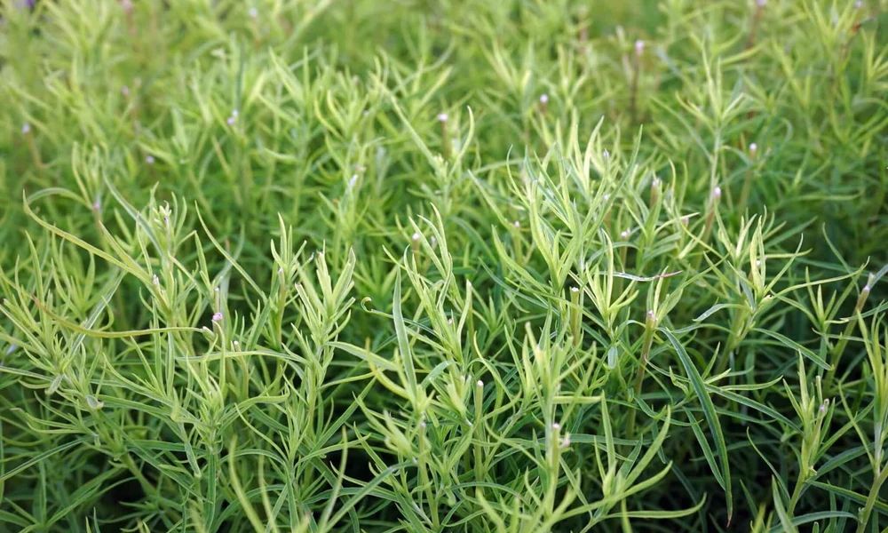 a20c3865-tarragon