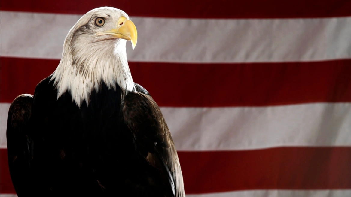 bald_eagle