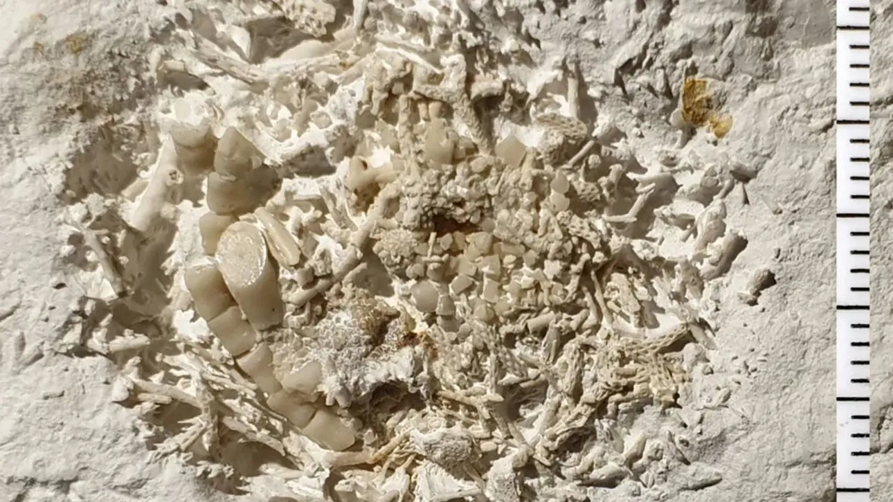 0ccd864a-emetos-apolithoma