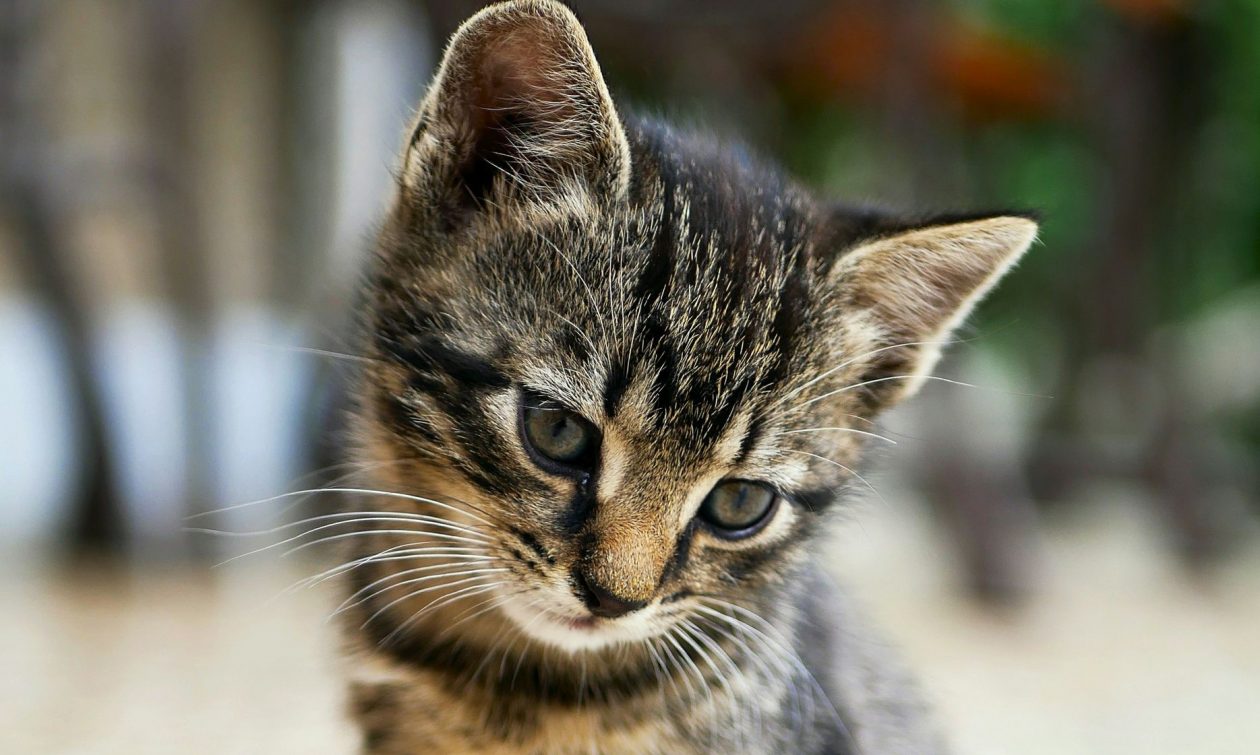 80d15782-edgar-nKC772R_qog-unsplash-(1)