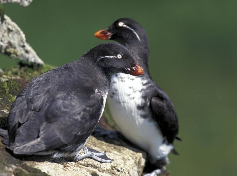 Parakeetauklets2-768x571