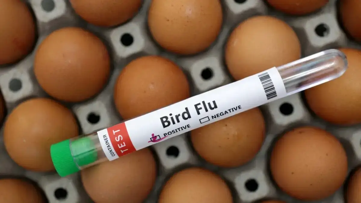birdflu-reuters-1200x675