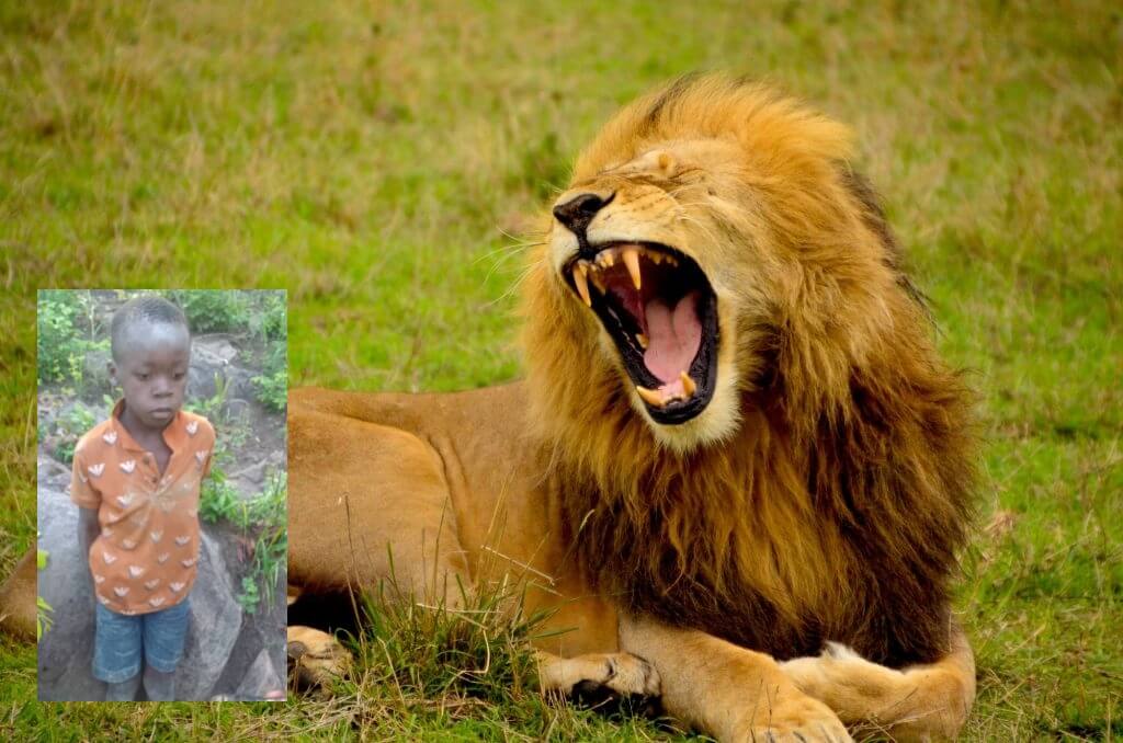 liontari-2