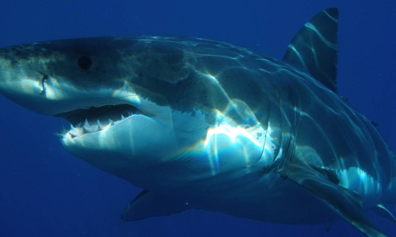 0c6d292a-great-white-shark-398276_960_720