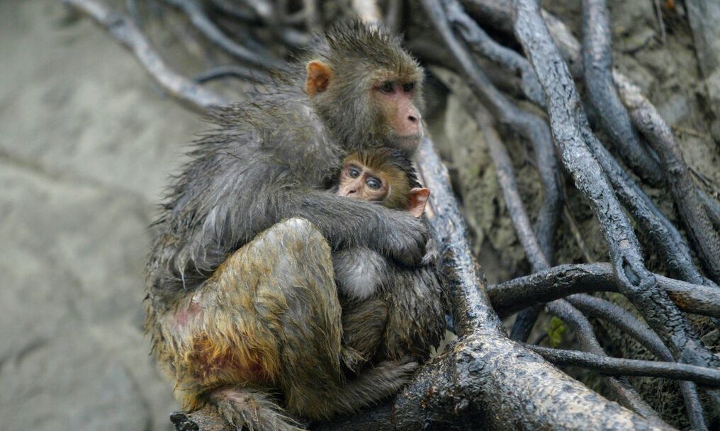 8648185b-monkey