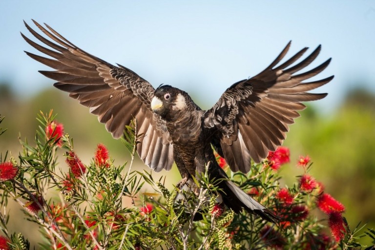 black-cockatoo-768x512