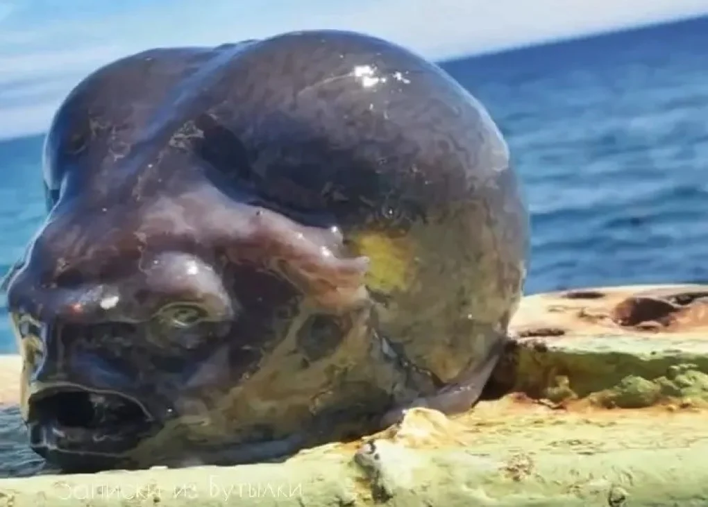 fish1