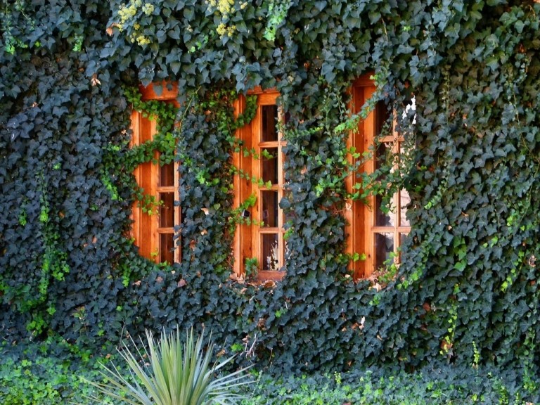 ivy-wall-house-768x576