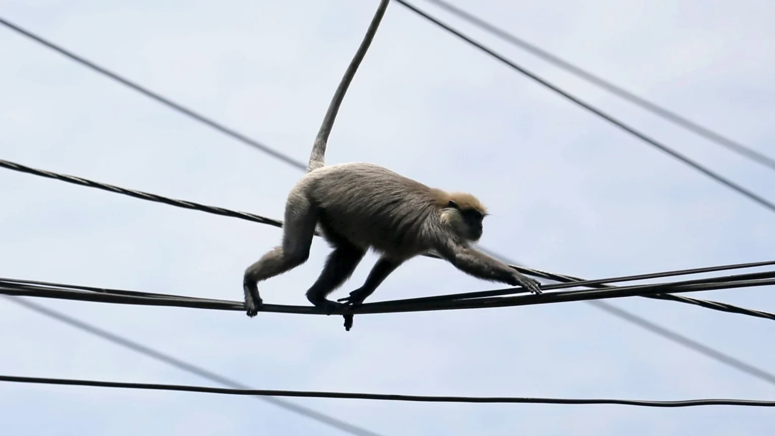 monkey