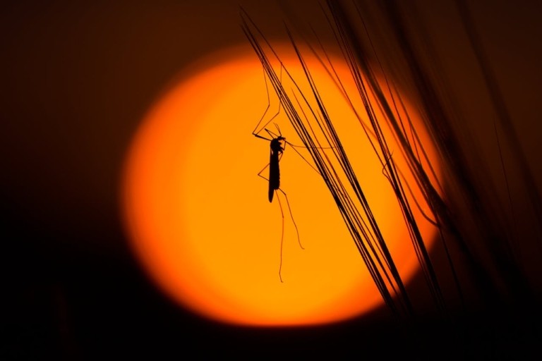pexels-mosquitos-sun-768x512