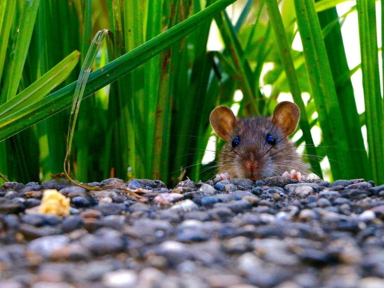 rat-pixabay-city-768x576
