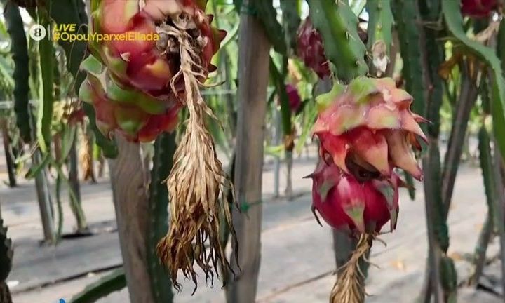 Dragon Fruit από την Καλαμάτα – Στην Κυπαρισσία τα πιο πρώιμα καρπούζια στην Ευρώπη