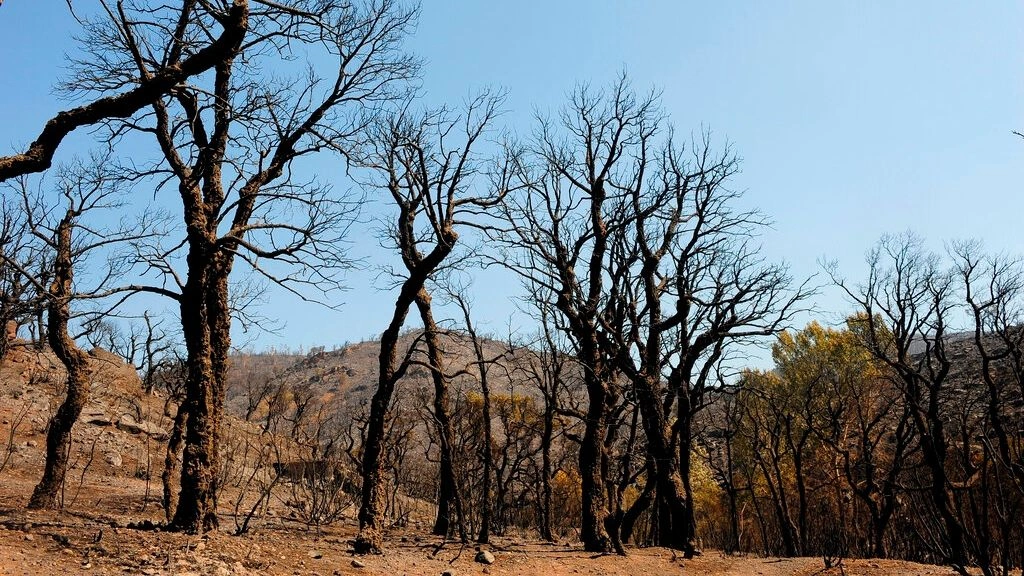 TREES