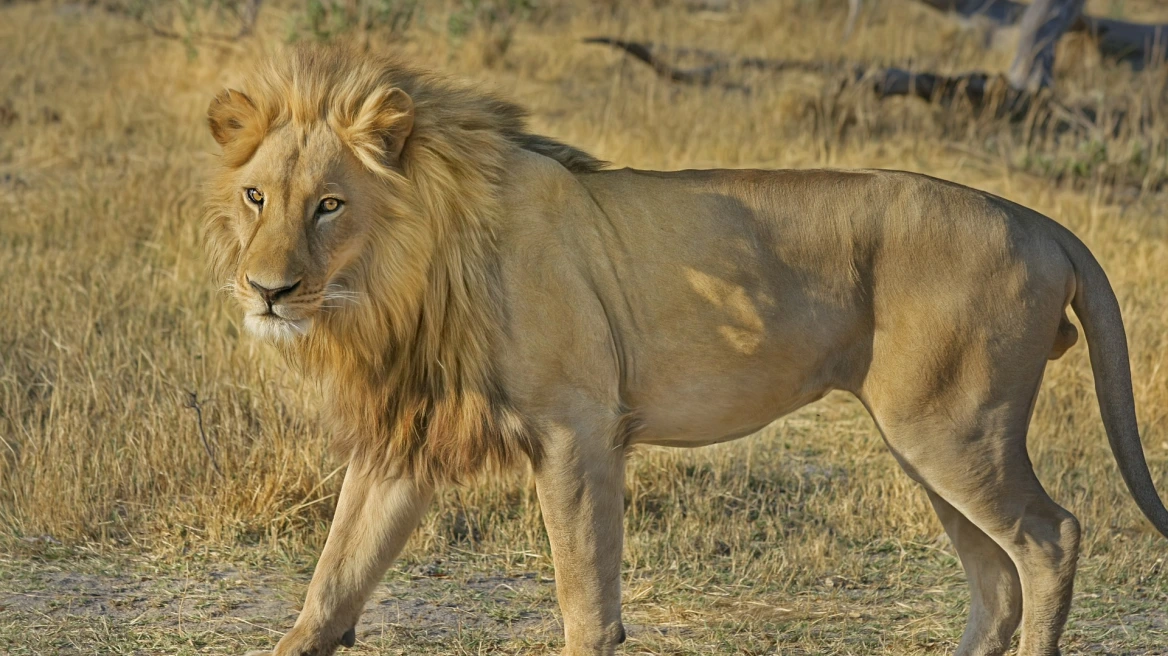 lion-paki