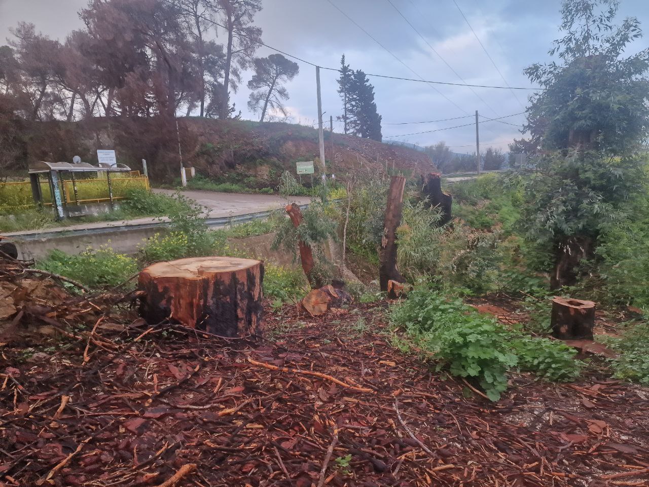 photo_2025-04-04_08-05-44