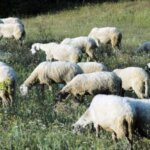 Κτηνοτρόφοι χωρίς… ζώα στον ΟΠΕΚΕΠΕ – Αγνοούνται χιλιάδες αμνοερίφια
