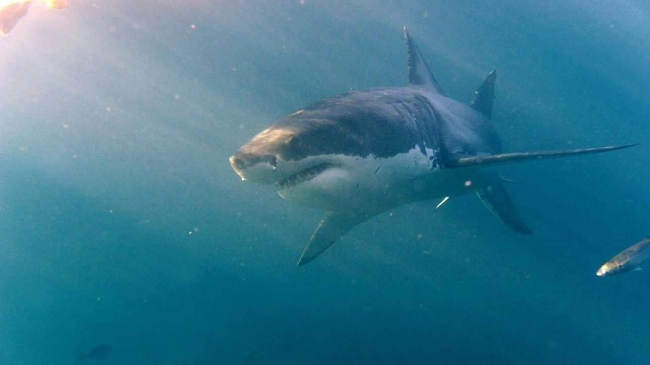 shark
