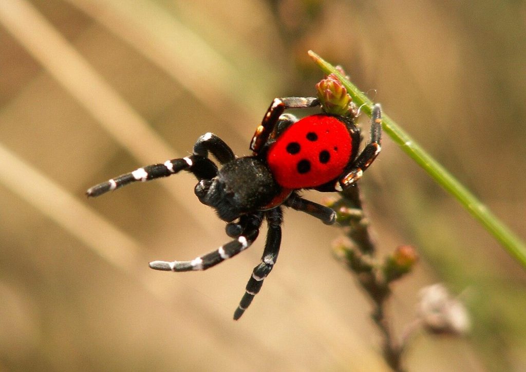 EresusSandaliatusHogeVeluwe_1-1024x726
