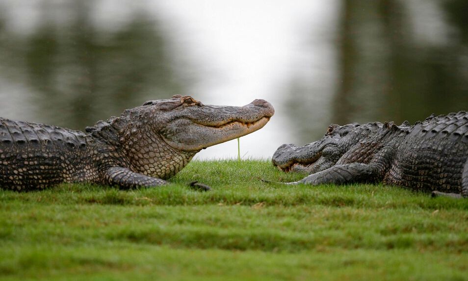 crocodile