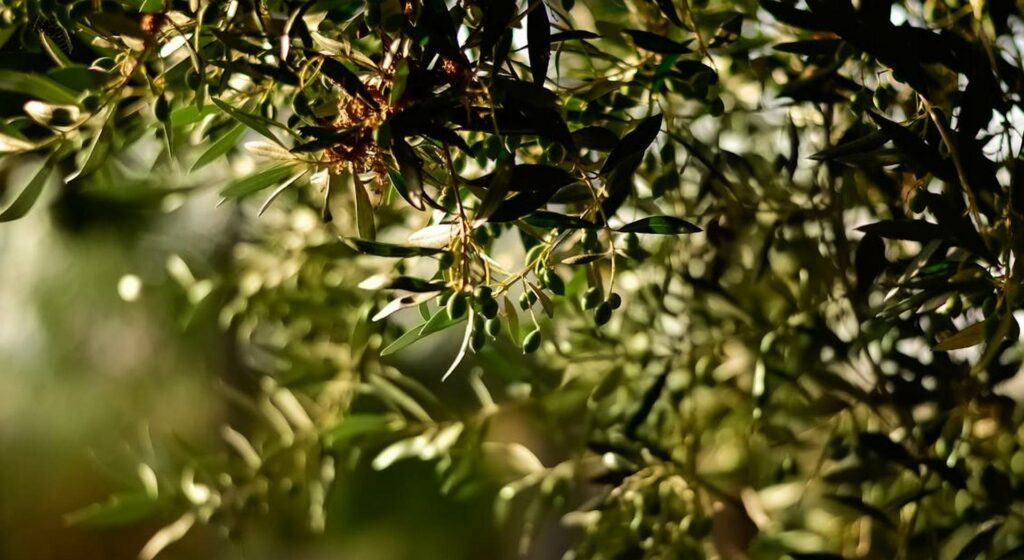 elia-dendro-karpos-agro-1024x560