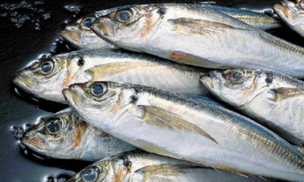 fish