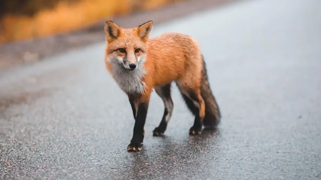 fox