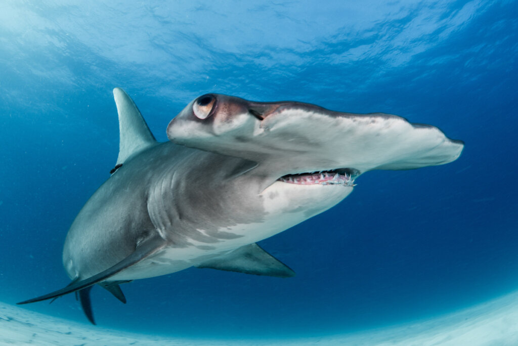 hammerhead-shark