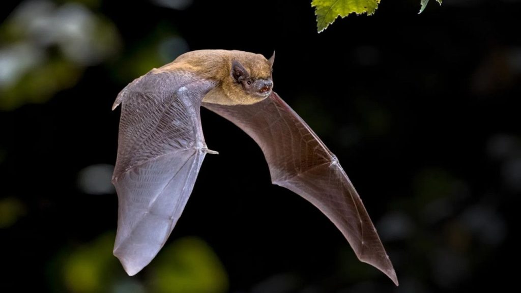 common-pipistrelle-1024x576