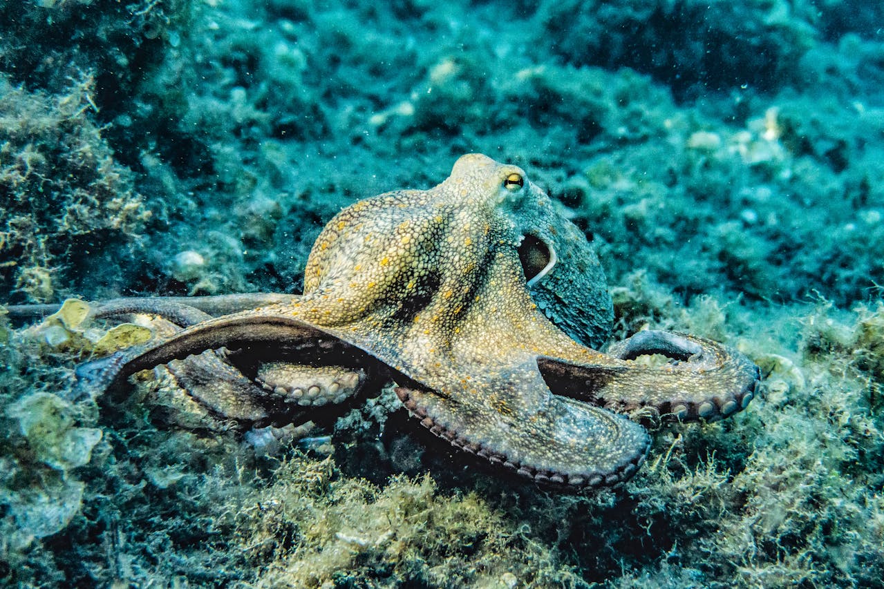 pexels-octopus9 (1)
