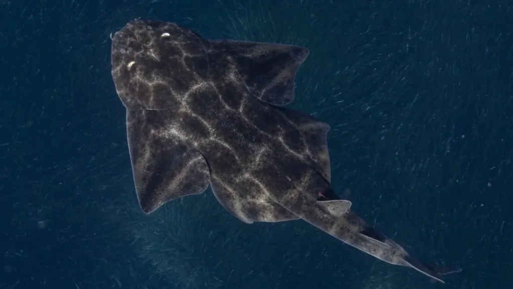 shark
