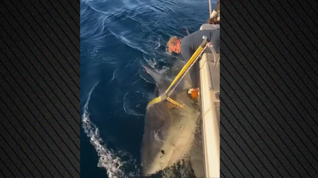 shark-mkt