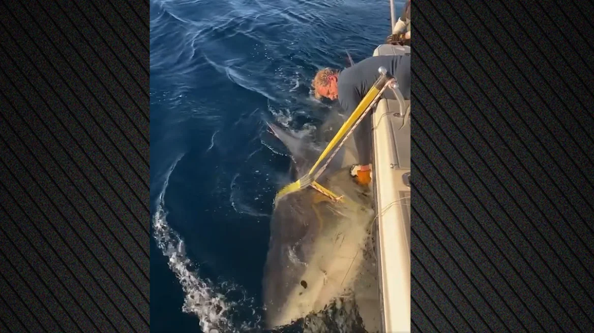 shark-mkt
