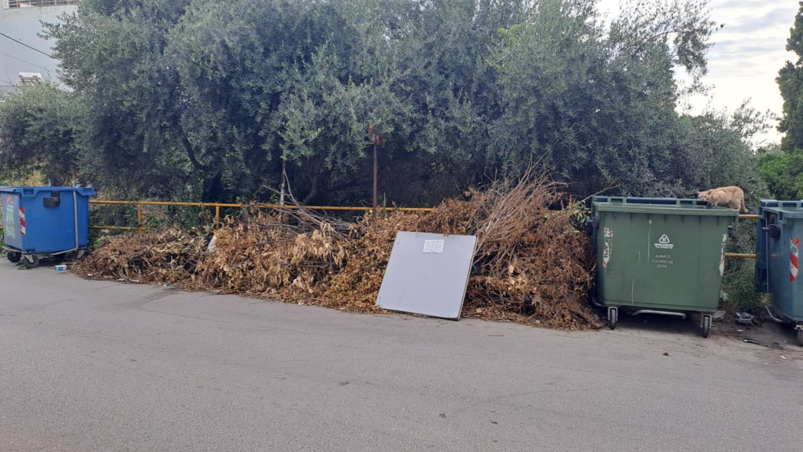 ζωα 5 λυσιου