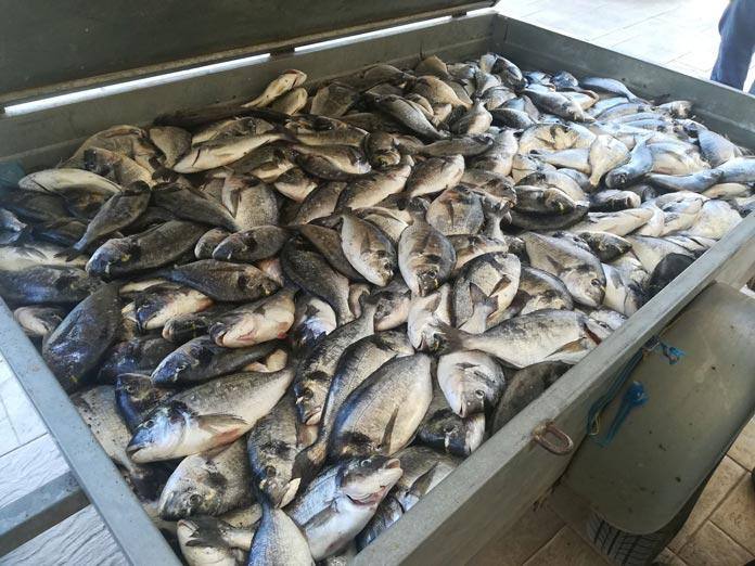 180519-KLOPI-PSARIWN-ORMOS-VOURLIAS-IXTHIOKALLIERGIES