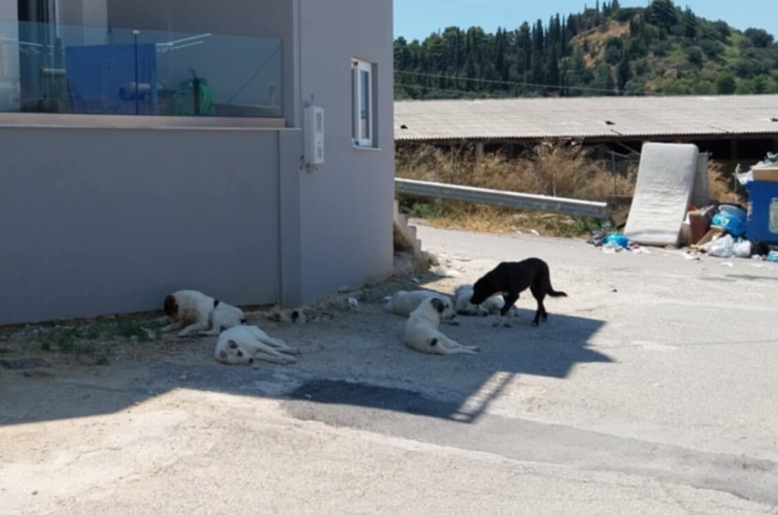 adespota zavlani (1)