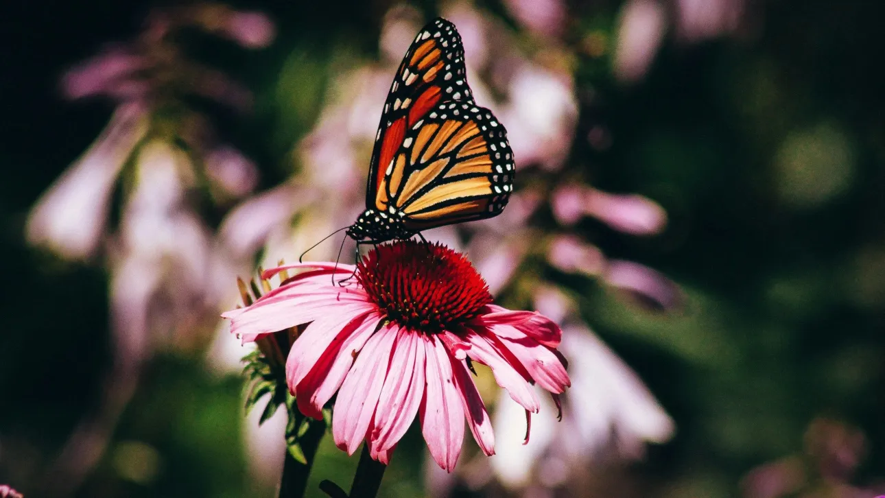 b053c351-erin-minuskin-vpa6dokhukg-unsplash