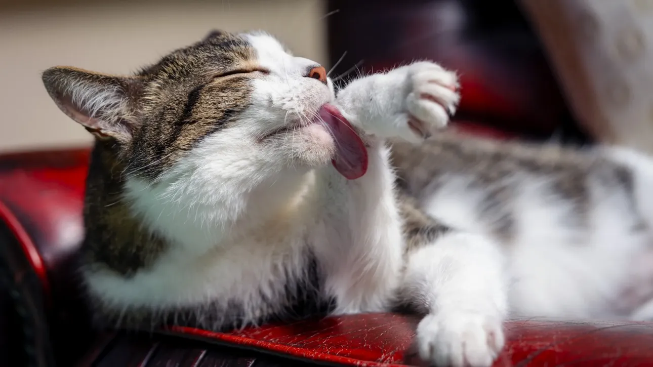 cat
