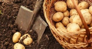 Πόσο καλές για την υγεία μας είναι οι πατάτες; – Τι λένε οι ειδικοί Πόσο καλές για την υγεία μας είναι οι πατάτες; – Τι λένε οι ειδικοί