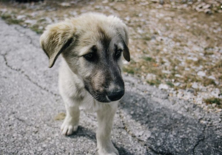 pet-1-768x536
