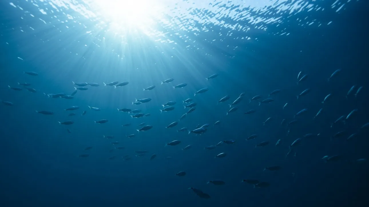 sea