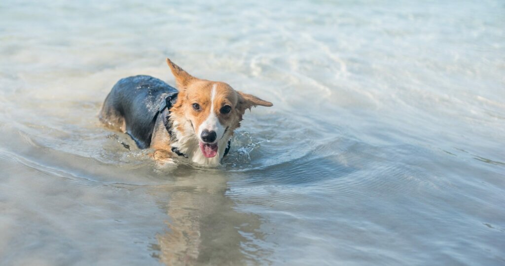 Welsh,Corgi,Enjoy,Swimming,In,The,Sea