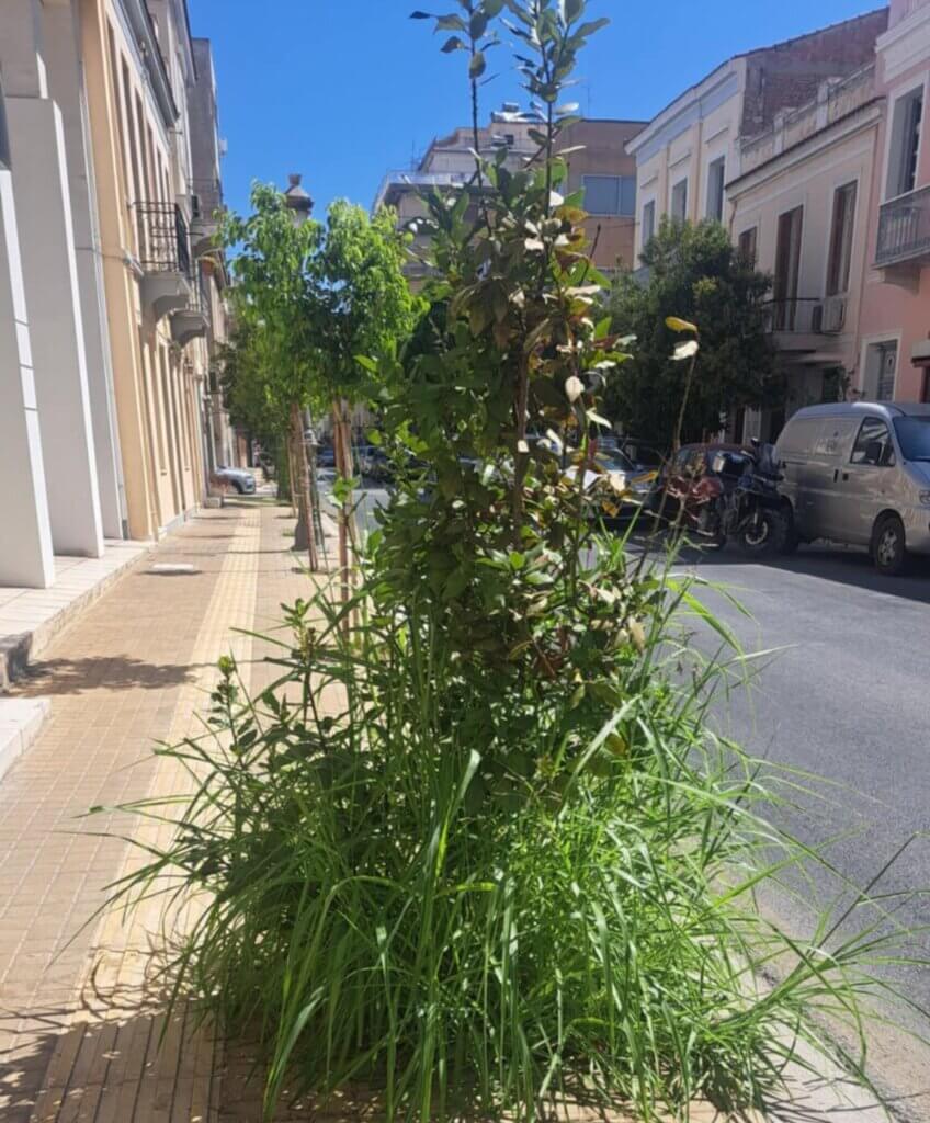 PEZODROMIA-MAIZONOS-e1754044855613