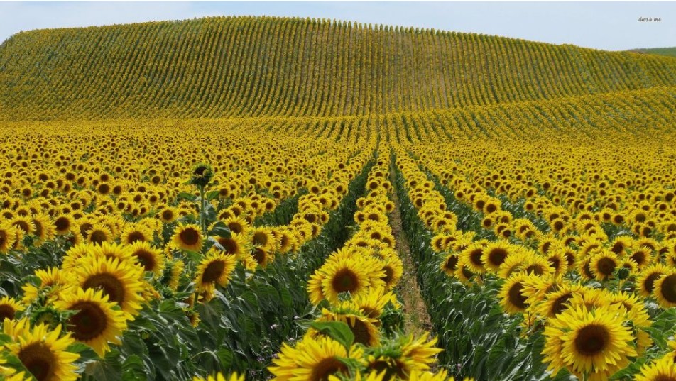 araxos fotilas ilianthos (1)