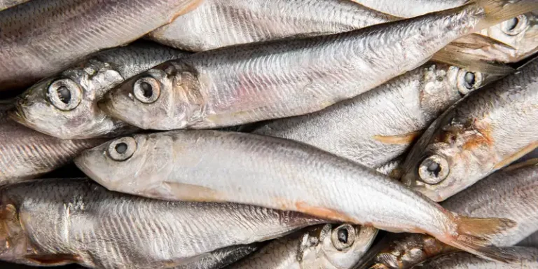 sardine-768x384