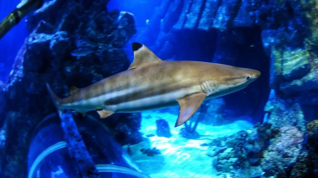 shark