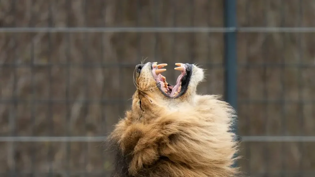 lion
