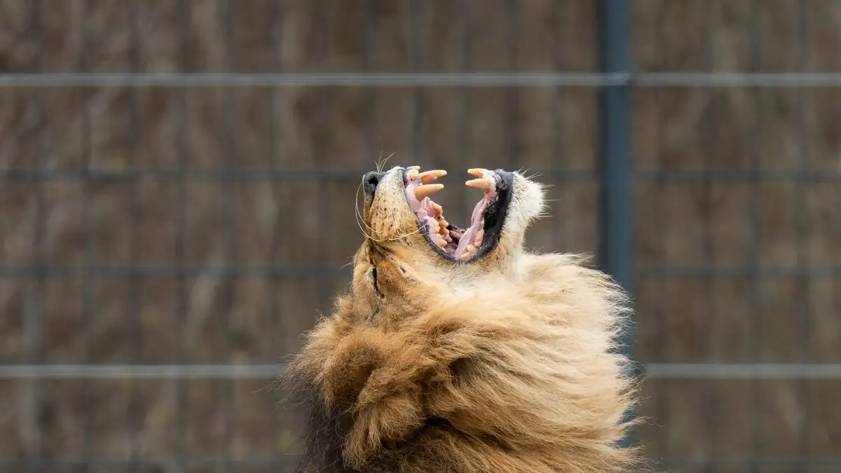 lion