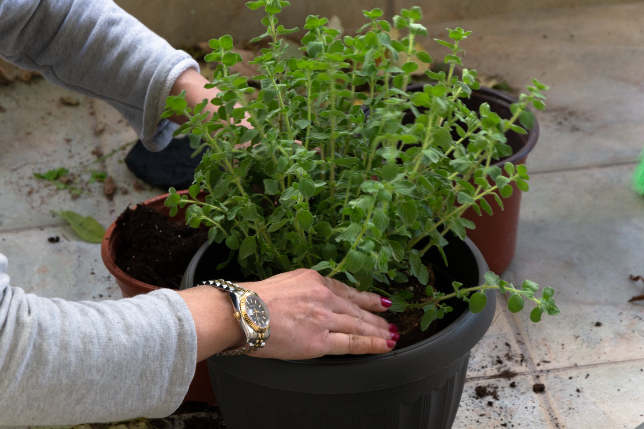 pouloupoulou Loyloydia apo Skoypidia (7) (1)