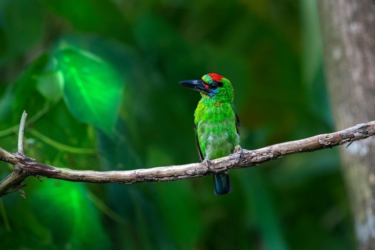 red-throated-barbet--768x512