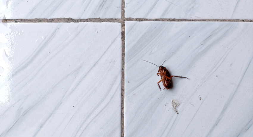 coachroach_arxeio-rdir5e2mvwemn8tovs1qm2vwacbi3ob4h8re7b8g3c